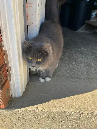 Hello! We have two kittens that wandered up to our farm! The long grey hair is a female the brown ta...