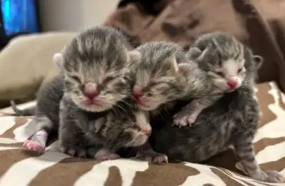 BABY KITTENS HALF PERSIAN HALF DOMESTIC/ RUSSIAN BLUE, View more