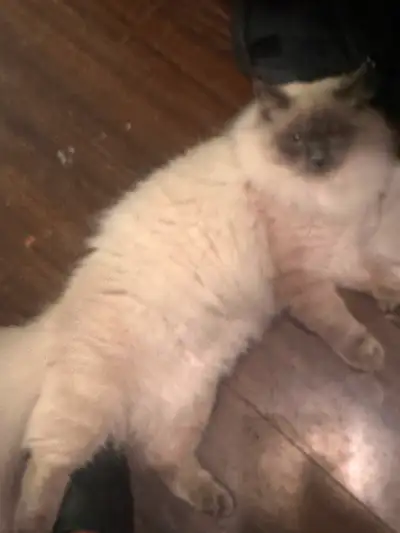 ragdoll kitty preorder, View more