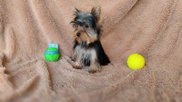 Yorkshire Terrier Miniature with 8 months and fully vaccinated