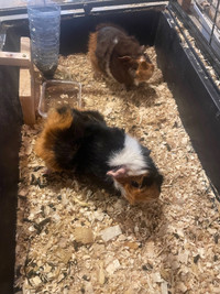 guinea pigs 