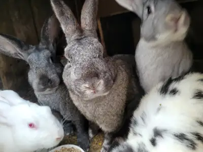Gorgeous American Chinchilla and New Zealand Giants for Sale, View more