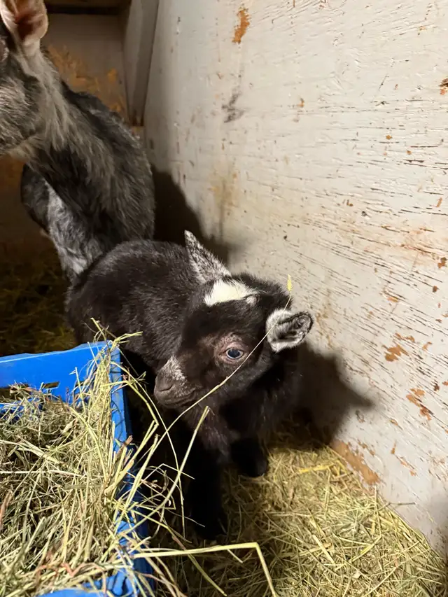 Bébé mâle chèvre miniature à vendre in Livestock in Longueuil / South Shore - Image 4
