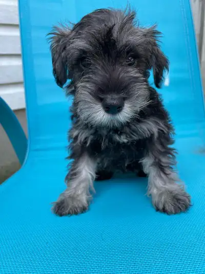 Miniature schnauzer puppies, View more