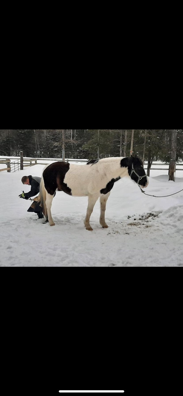 Barefoot trimming  in Equestrian & Livestock Accessories in Belleville - Image 2