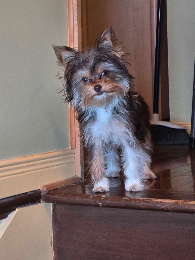 Yorkshire terrier biro femelle à vendre dans Chiens et chiots à adopter  à Laurentides