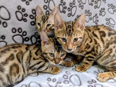 Bengal kittens , View more