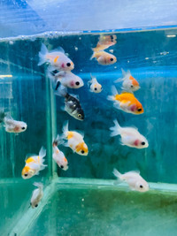 Gold Fish - ON SALE - was $30 NOW $9.99