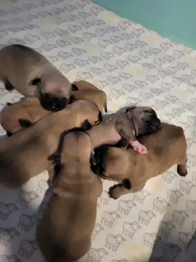 I have several adorable Chug (pug/ chihuahua mix) puppies that are looking for their forever homes!...