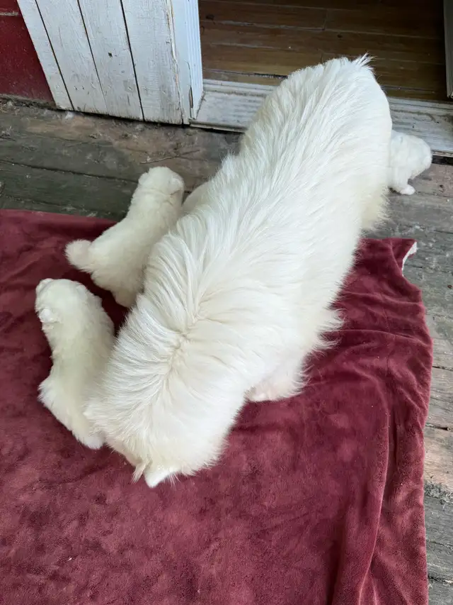 SAMOYED PUPPIES -CHIOTS SAMOYÈDES in Dogs & Puppies for Rehoming in Laurentides - Image 4