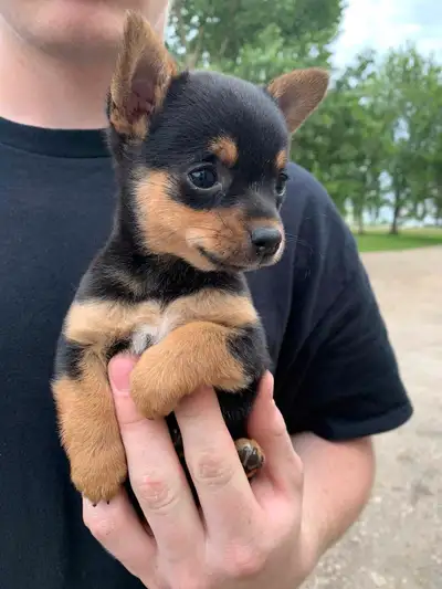Tiny Apple Head Chihuahua , View more