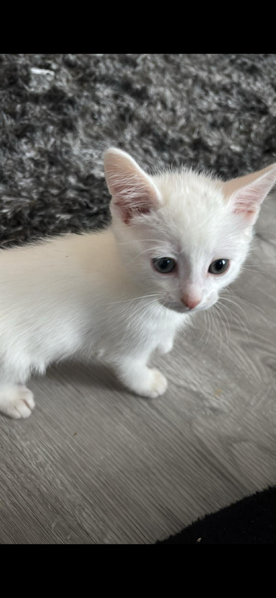 White male kitten, View more
