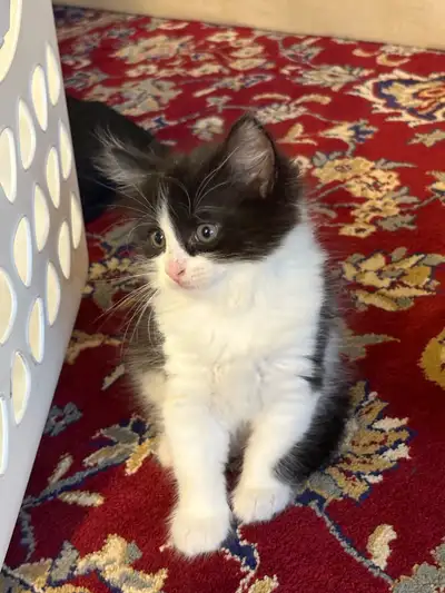 chaton a donnée, Voir plus