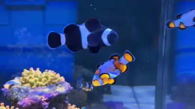 Breeding pair of Clownfish, View more