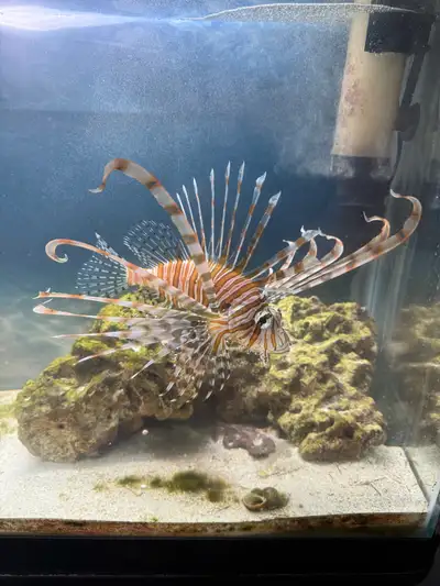 Lion fish , View more