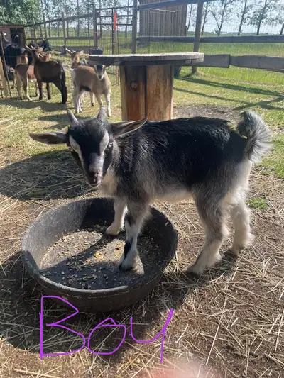 Miniature Norwegian Fainting Goat Kids, View more