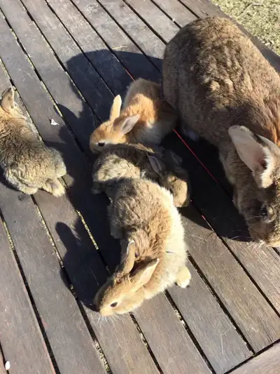 I have 15 rabbits for sale that where born march 20. 15 $ each . If you take more then 5 then they a...