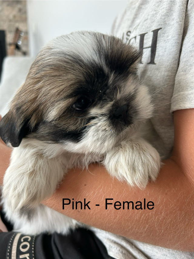 Shihtzu puppies ❤️ in Dogs & Puppies for Rehoming in Abbotsford - Image 2