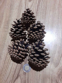 Crafting Pine Cones for sale Truro Area
