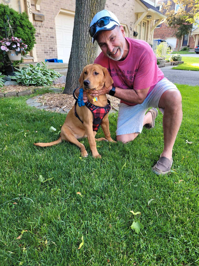 DAVE THE DOG WALKER in Animal & Pet Services in London