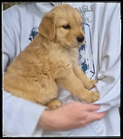 Stocky Male   Golden Retriever Puppy - Reputable Breeder, View more