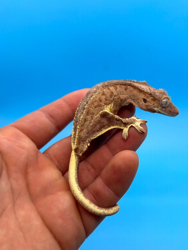 Crested Gecko in Reptiles & Amphibians for Rehoming in Mississauga / Peel Region - Image 2