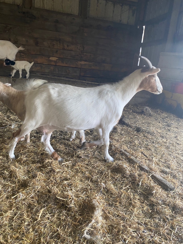 Goats for sale in Livestock in Swift Current