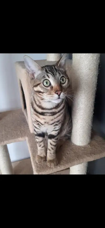 Il nous reste deux magnifiques chatons : 1 mâle roux de 7 mois et 1 femelle brune de 11 mois Très jo...