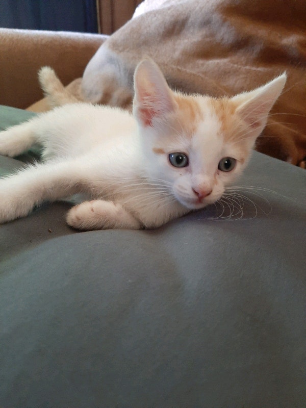 1 Lovable Little Boy Kitten Left!! Cats & Kittens for Rehoming