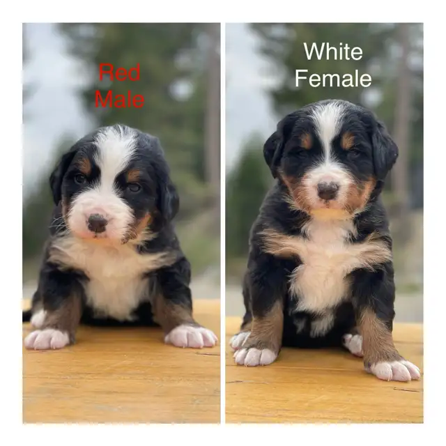 Bernese Mountain Dog puppies in Dogs & Puppies for Rehoming in Vernon - Image 9