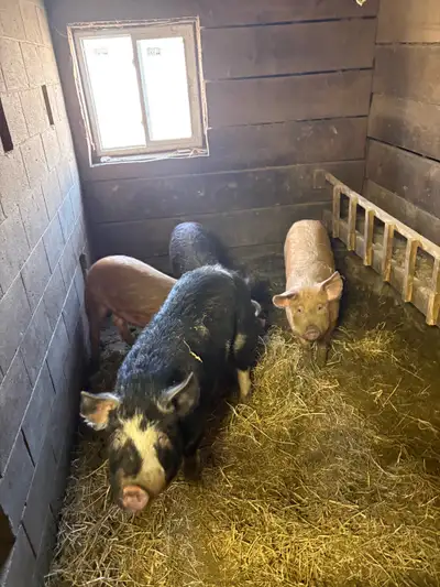 pigs for sale, View more