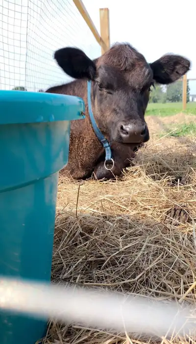 Farm sitter Available - experienced and reliable , View more