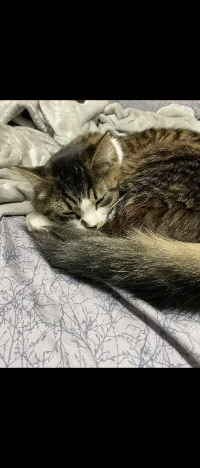 Indoor Adult Female Longhaired Cat for Rehoming, View more