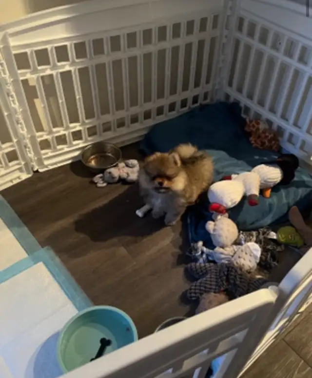 Teddy bear pomeranians in Dogs & Puppies for Rehoming in Mississauga / Peel Region - Image 11