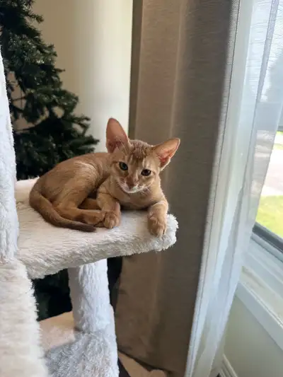 Abyssinian Kittens, View more