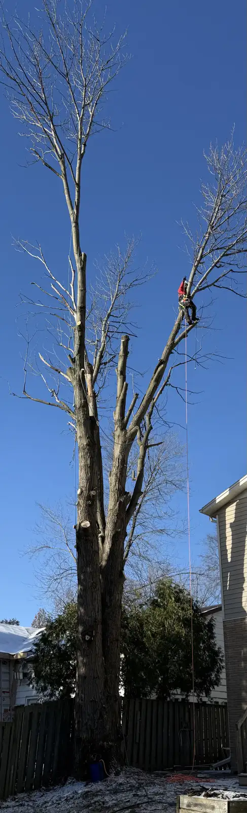 TREE SERVICES 65054407933571121