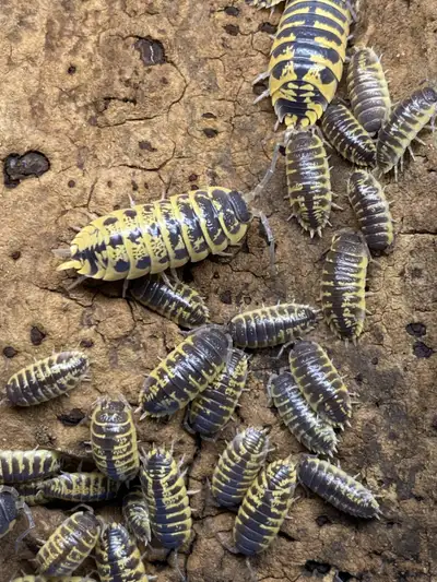 Porcellio Ornatus Yellow, View more