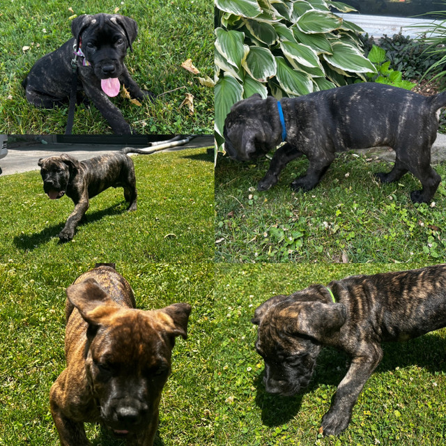 Presa Canario Puppies in Dogs & Puppies for Rehoming in Hamilton - Image 2