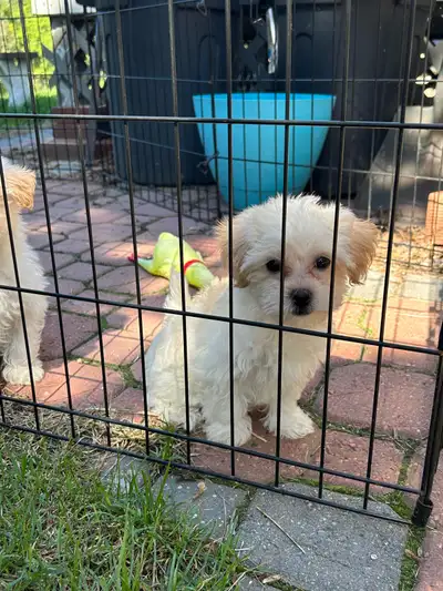 ❤️ Yorkie poo puppies, ❤️ 1 left ❤️, View more