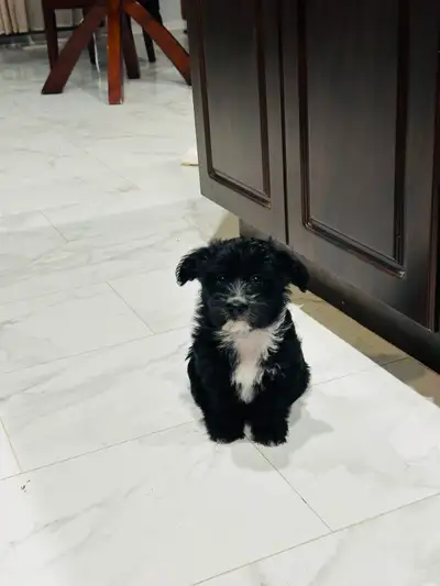 Rehome for 4 pups,, View more