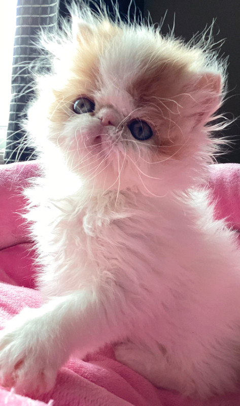 Registered  show quality Persian kittens  SIMPLY THE BEST in Cats & Kittens for Rehoming in Calgary