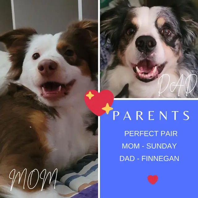 Cutest mini Australian shepherd/ aussie pups in Dogs & Puppies for Rehoming in Kelowna - Image 7
