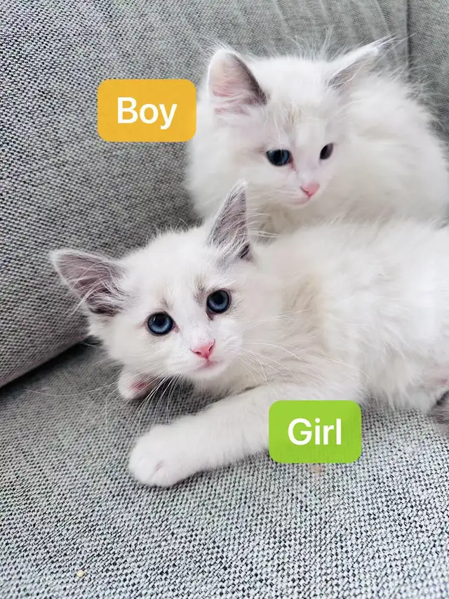 Purebred Bicolor Ragdoll Kittens –Special in Cats & Kittens for Rehoming in City of Montréal - Image 3