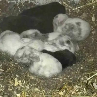 Eight pure bred French lop rabbits available in a few weeks. No confirmed gender yet. Solid black an...