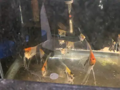 1.5" (6 Available) $10 Each Pic 1 Koi angels forsale Pic 2&3 Parents