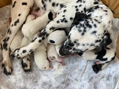 Dalmatiens -chiots  Dalmatians puppies, View more