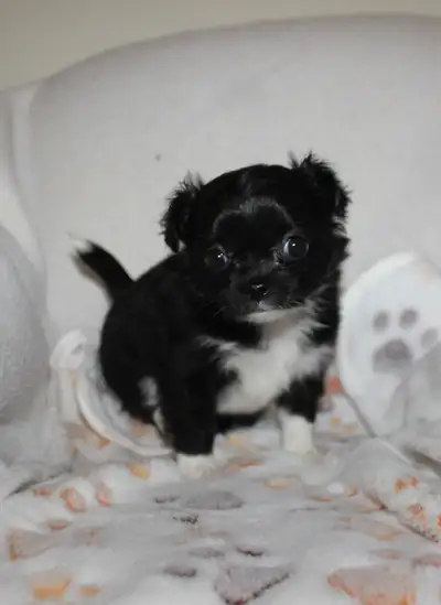 Riley our White & Black Chihuahua, who is 5lbs, had puppies April 3rd 2025. Daddy is Ralph, Wolf Sab...