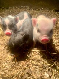 American mini piglets - mini pig - no meat pigs