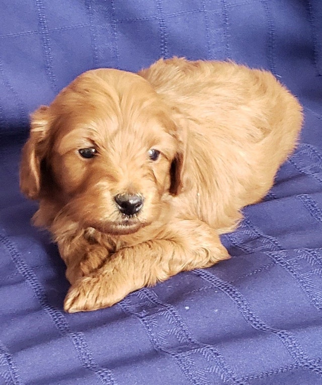 Very Cute Mini F1B Goldendoodle Puppies Ready To Go !! Dogs & Puppies for Rehoming Napanee