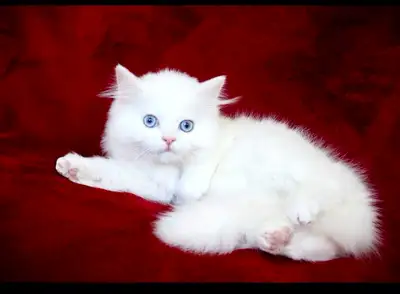 Dollfaced Persian Kittens, View more